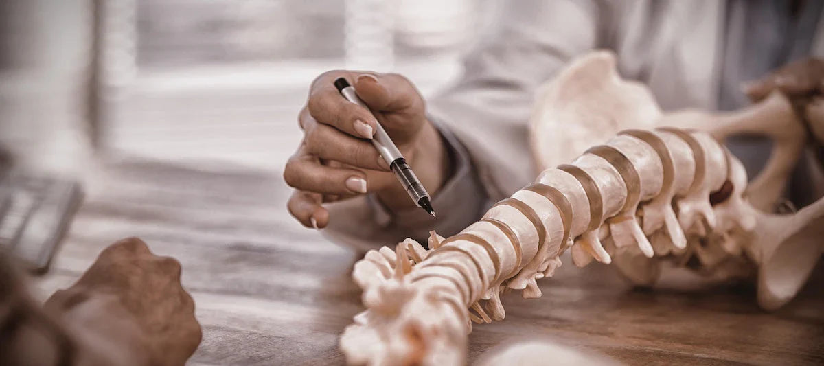 Bir doktor, masa üzerinde bulunan insan omurga modelinin farklı bölgelerini kalemle göstererek açıklama yapıyor.