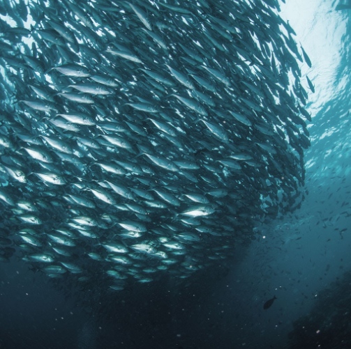 Norveç'te denizde bir balık sürüsü